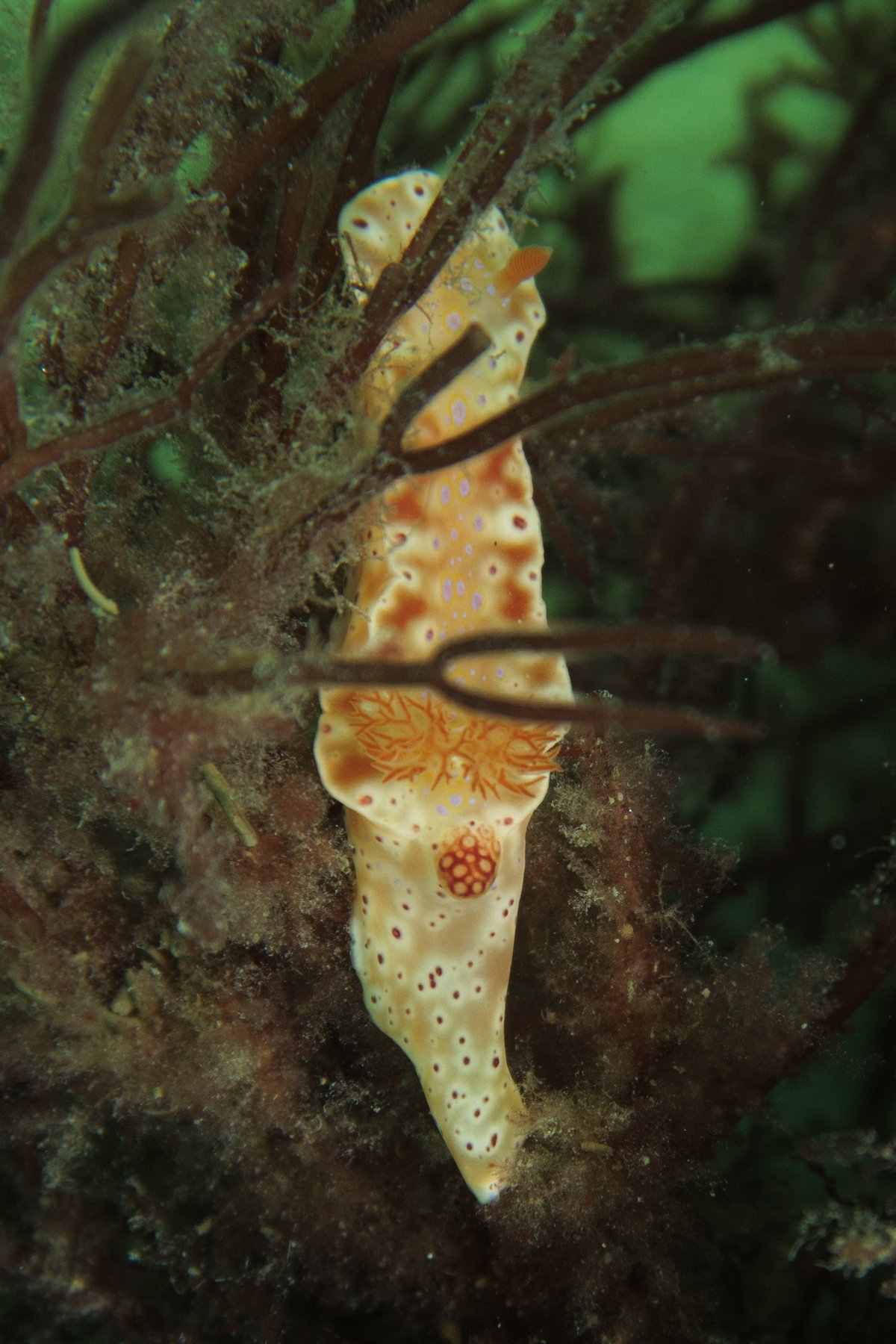 Short-tailed Ceratosoma
