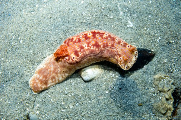 Short-tailed Ceratosoma - Photo 6