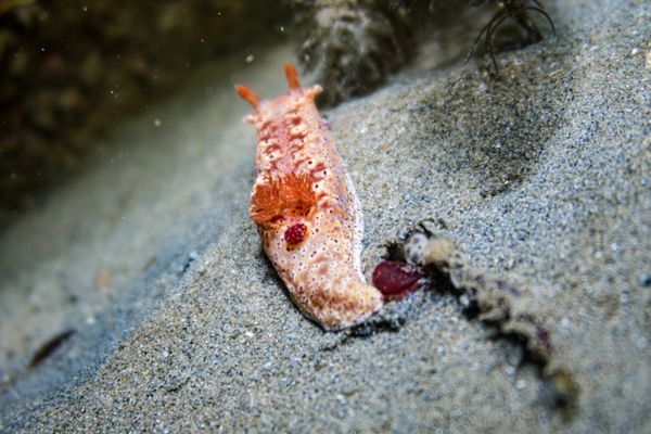 Short-tailed Ceratosoma - Photo 7