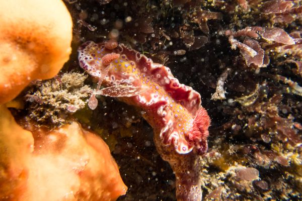 Short-tailed Ceratosoma - Photo 14