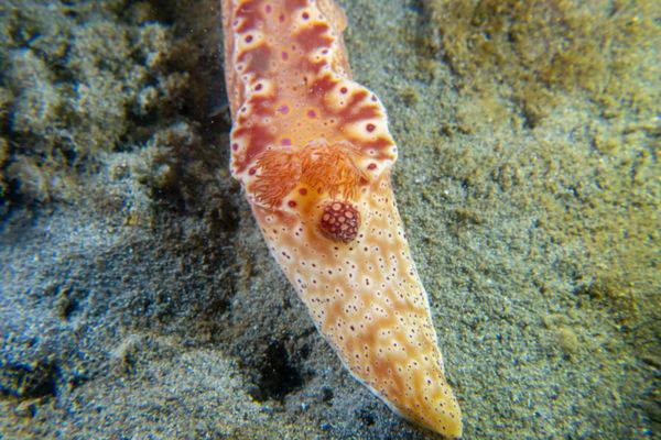 Short-tailed Ceratosoma - Photo 15