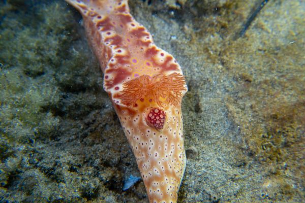 Short-tailed Ceratosoma - Photo 16