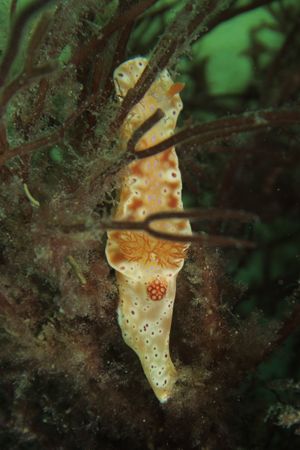 Doridina representative species