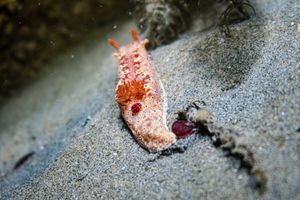 Short-tailed Ceratosoma