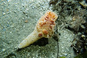 Short-tailed Ceratosoma