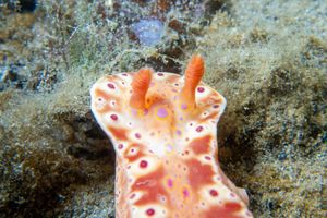 Short-tailed Ceratosoma