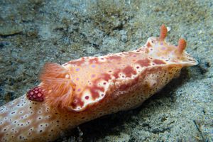 Short-tailed Ceratosoma