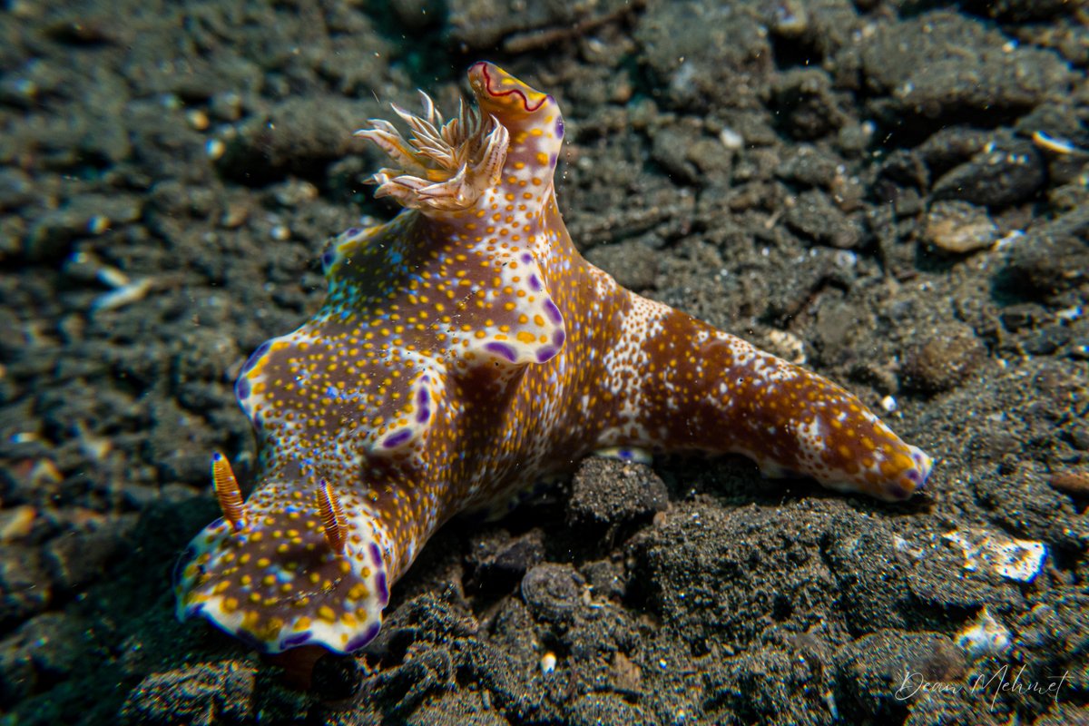 Many-lobed Ceratosoma