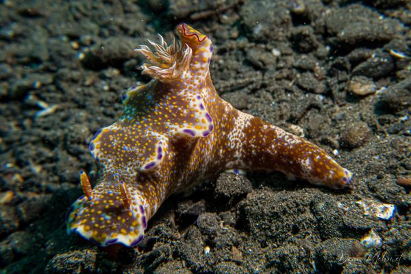 Many-lobed Ceratosoma - Photo 1