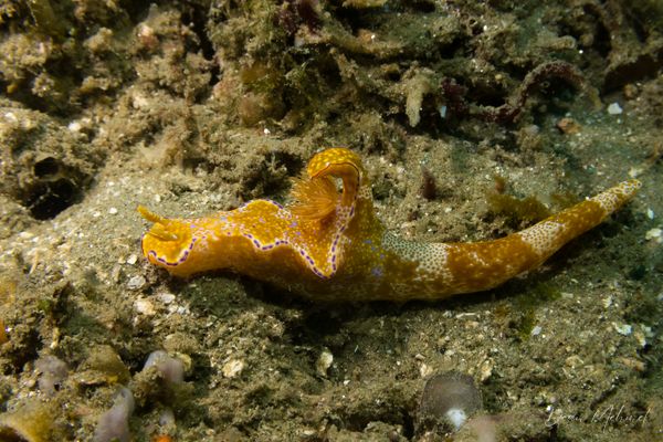Many-lobed Ceratosoma