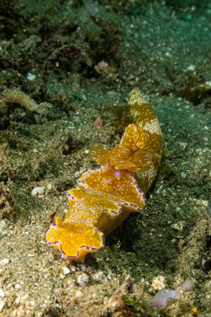 Many-lobed Ceratosoma