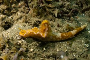 Many-lobed Ceratosoma