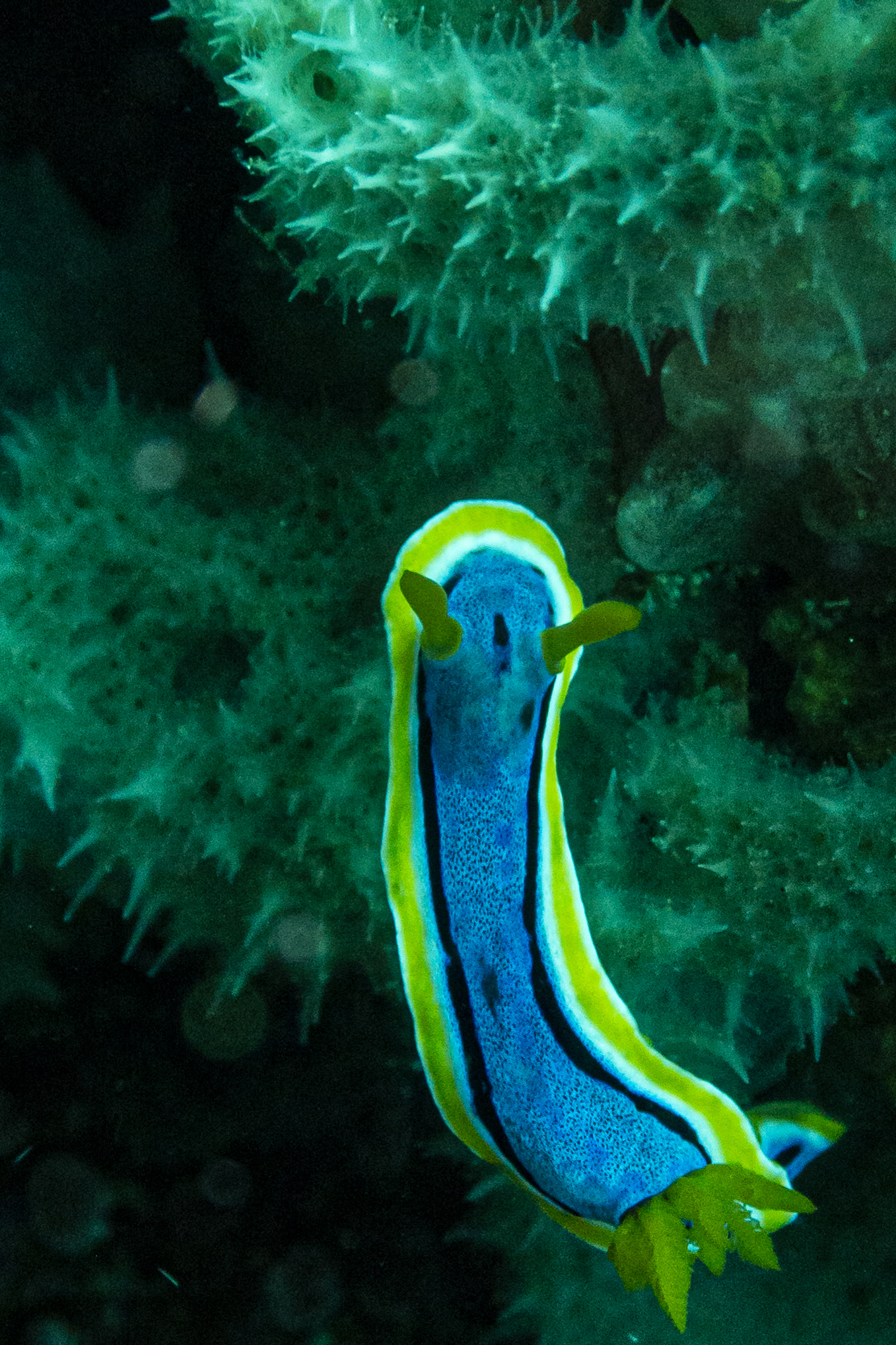 Anna's Chromodoris
