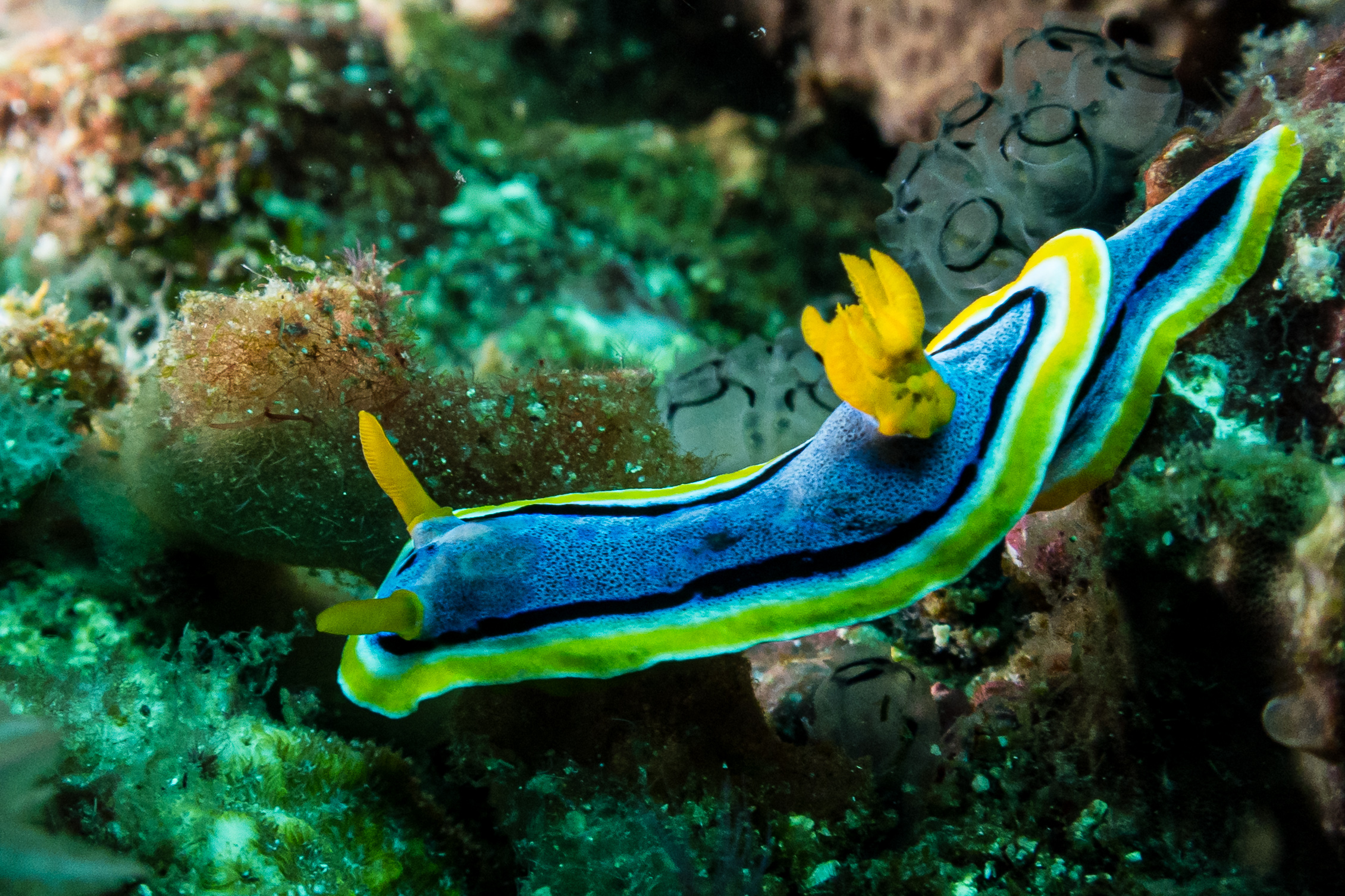 Anna's Chromodoris