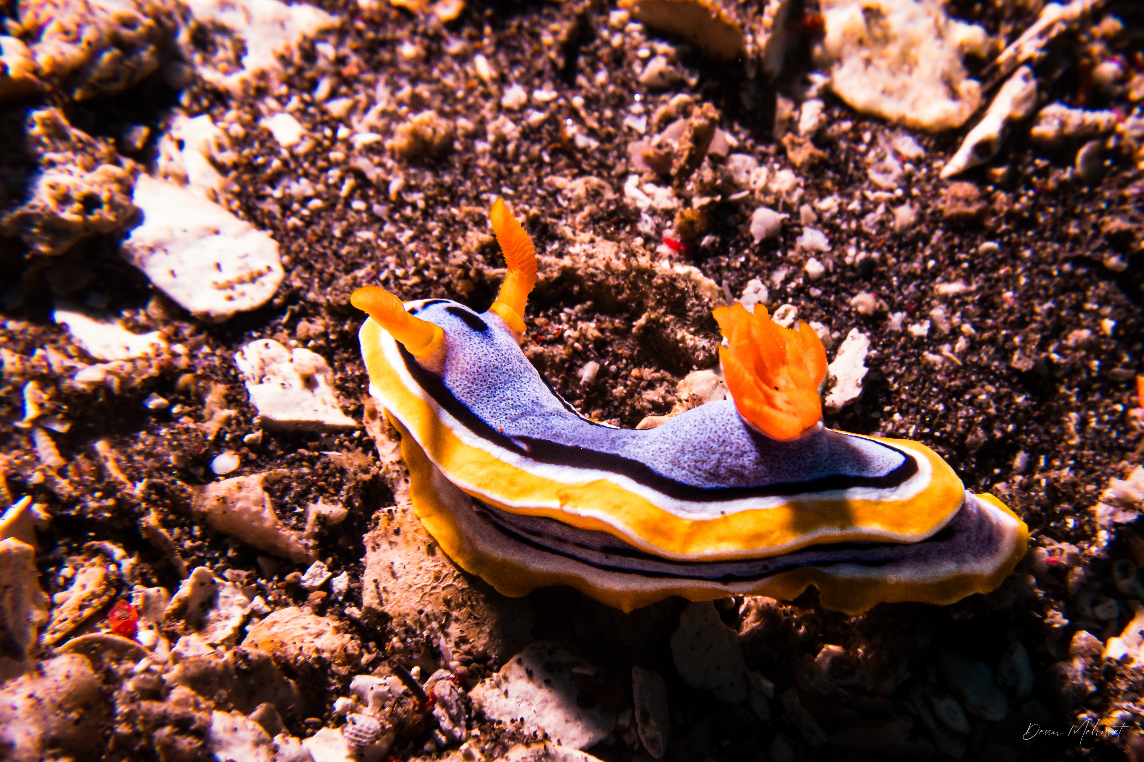 Anna's Chromodoris