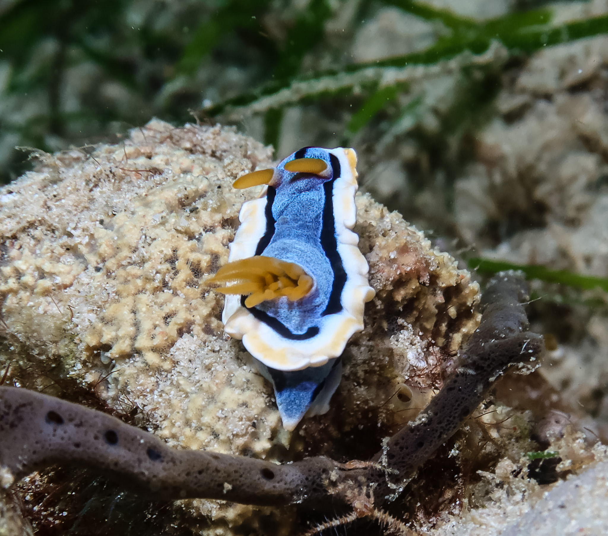 Anna's Chromodoris