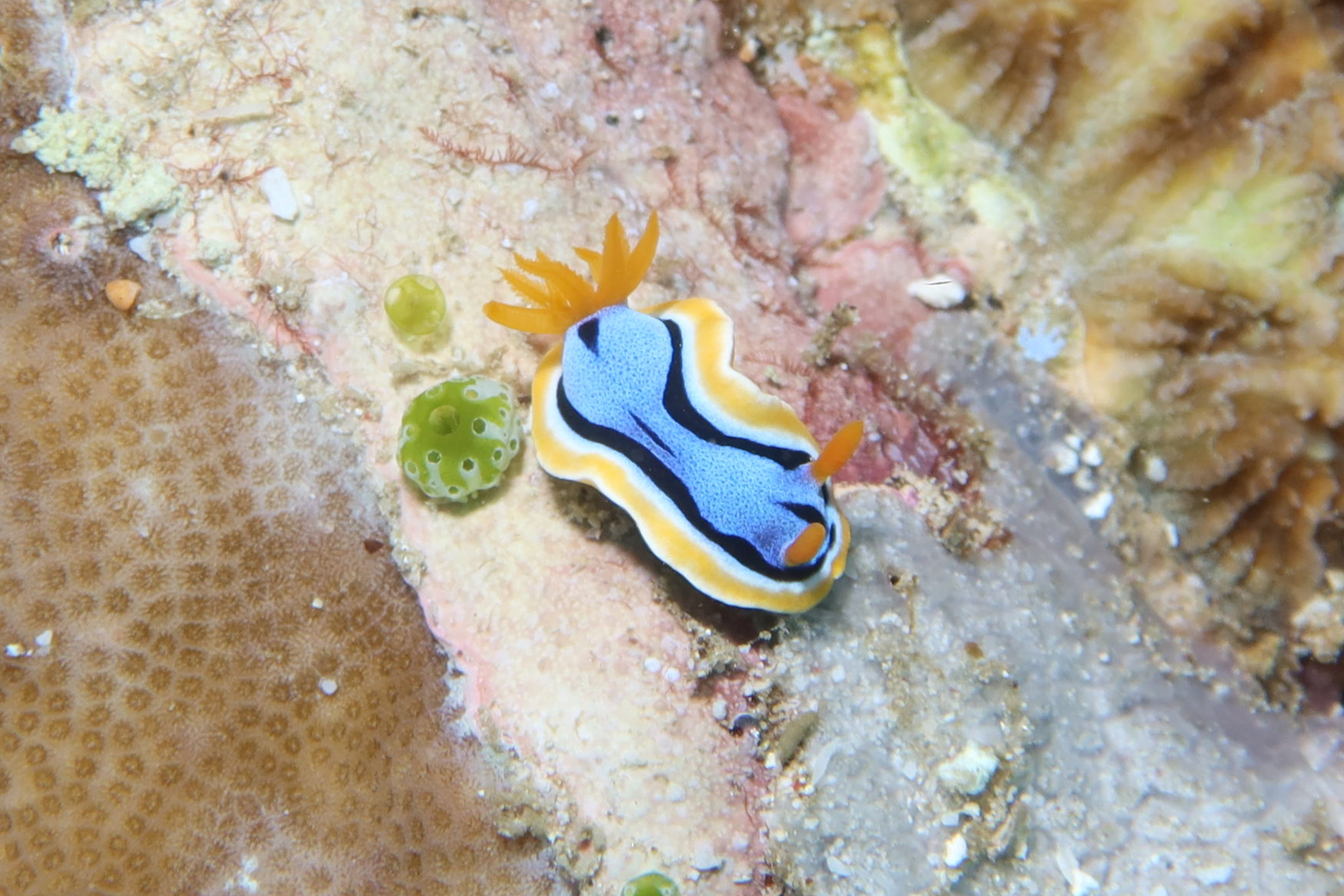 Anna's Chromodoris