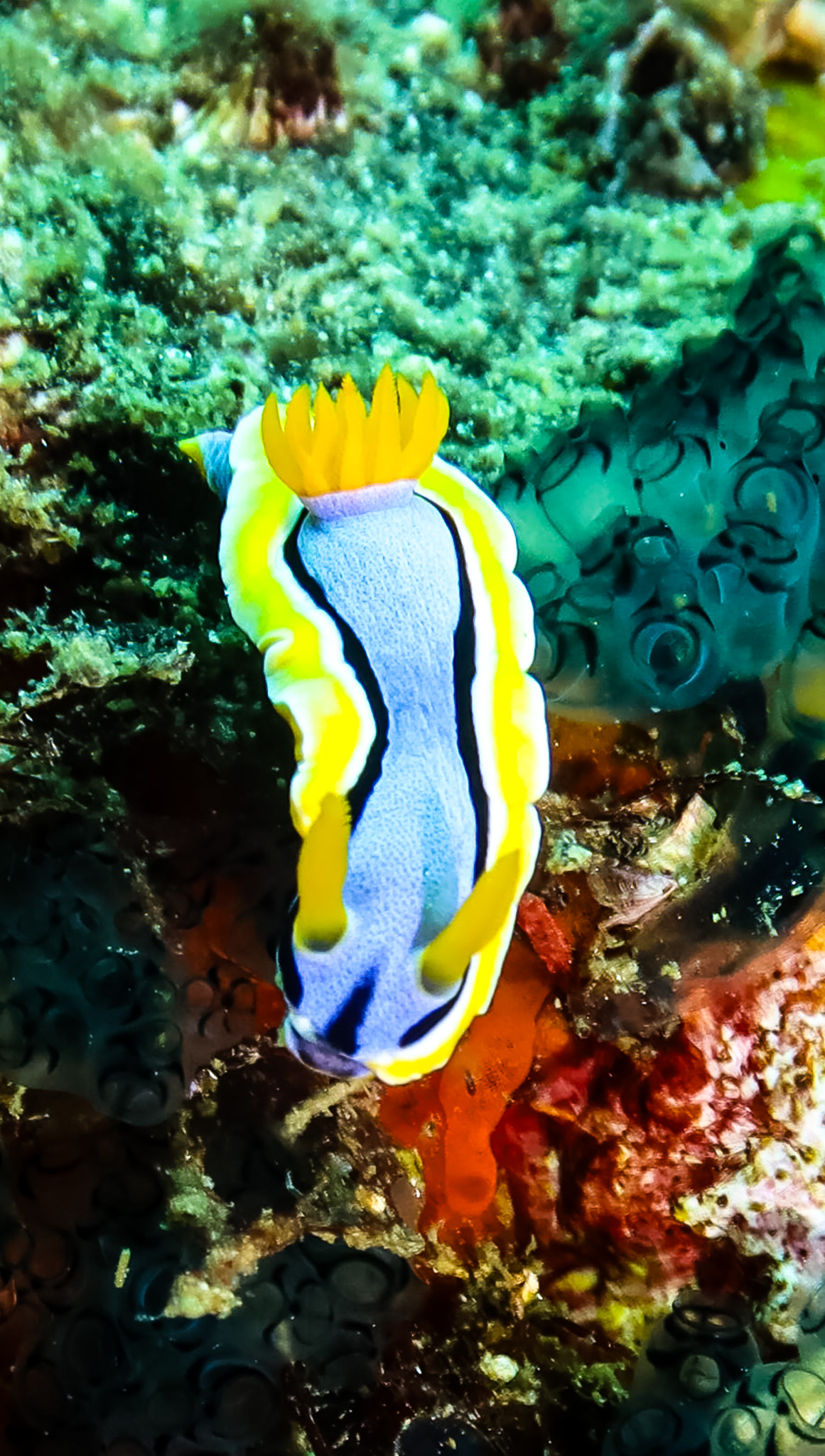 Anna's Chromodoris
