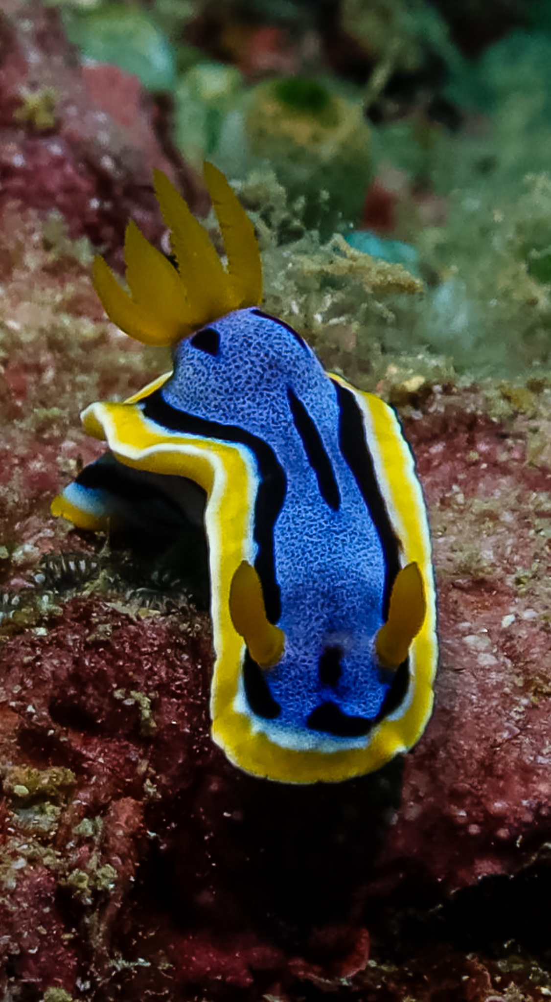 Anna's Chromodoris