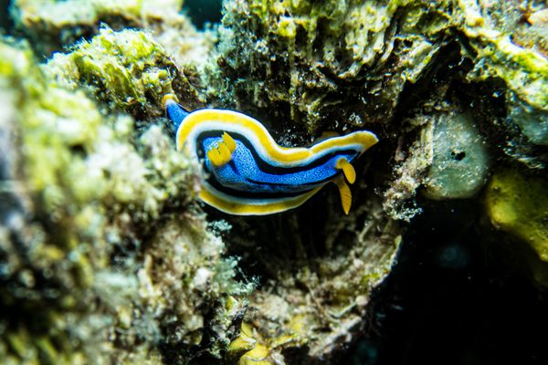 Annas Chromodoris - Photo 2
