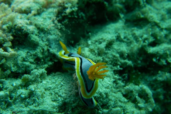 Annas Chromodoris - Photo 4