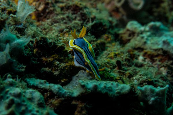 Annas Chromodoris - Photo 6