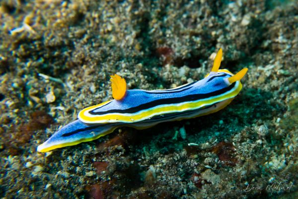 Annas Chromodoris - Photo 9