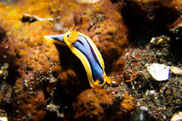 Annas Chromodoris - Photo 10