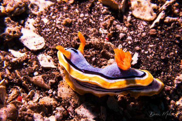 Annas Chromodoris - Photo 11