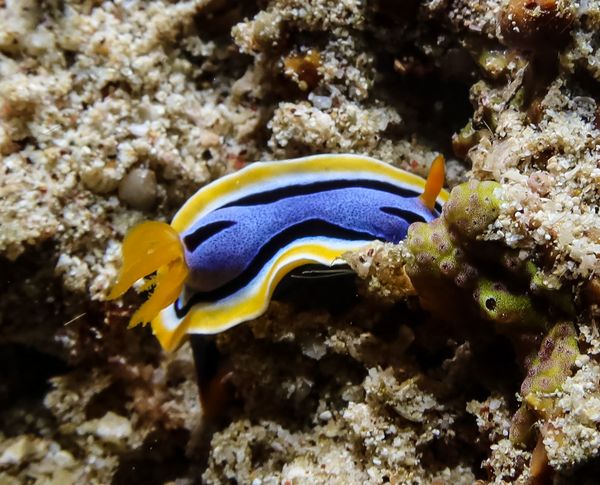 Annas Chromodoris - Photo 13