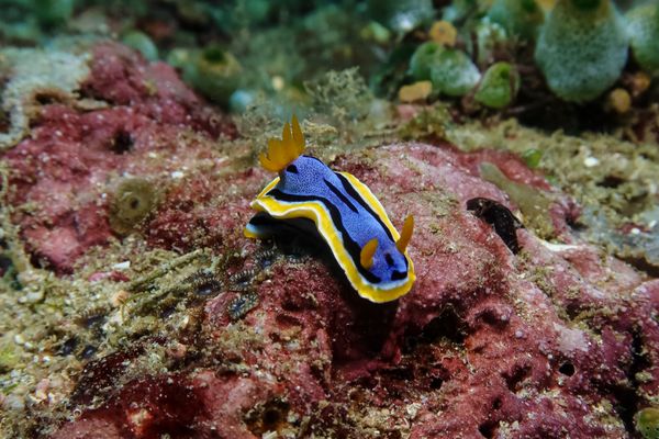 Anna's Chromodoris - Anilao - 12 June 2025 - Dive 1
