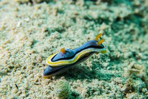 Anna's Chromodoris