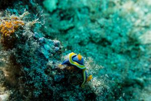 Anna's Chromodoris