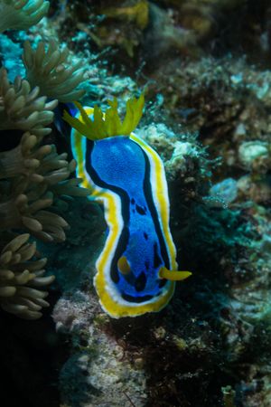 Anna's Chromodoris