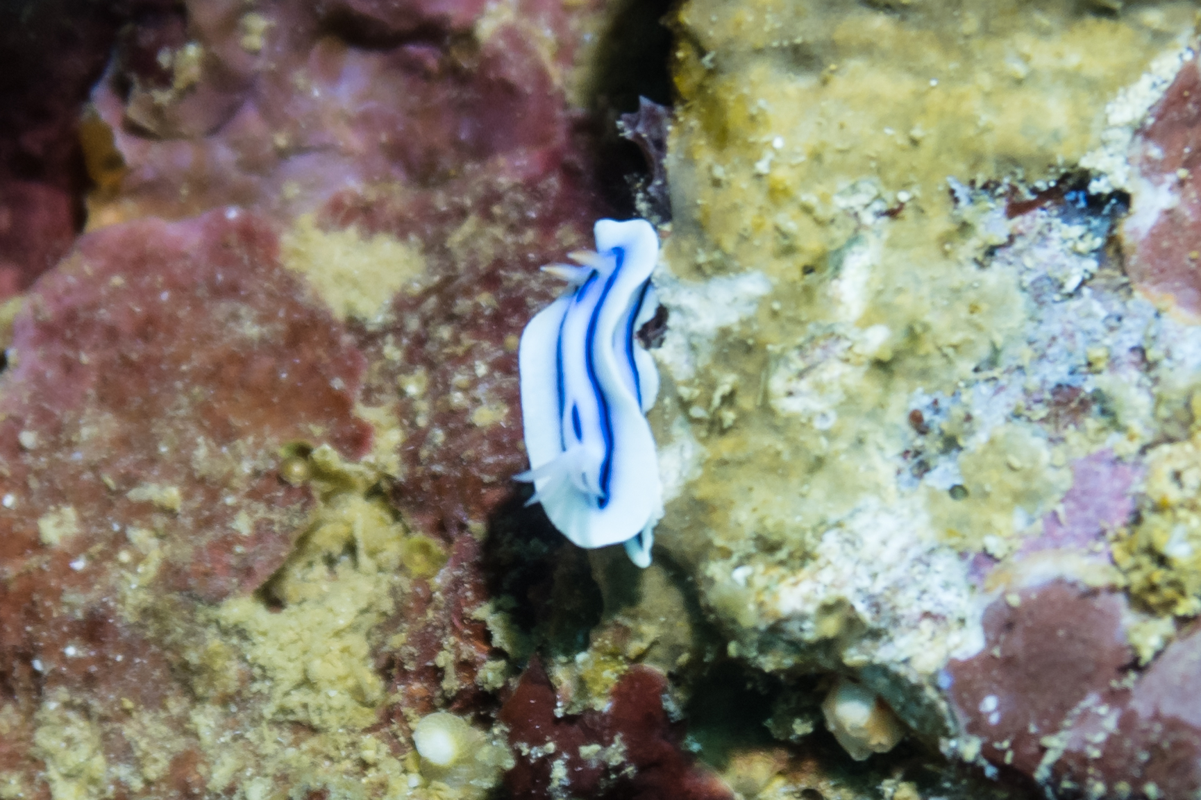 Loch's Chromodoris