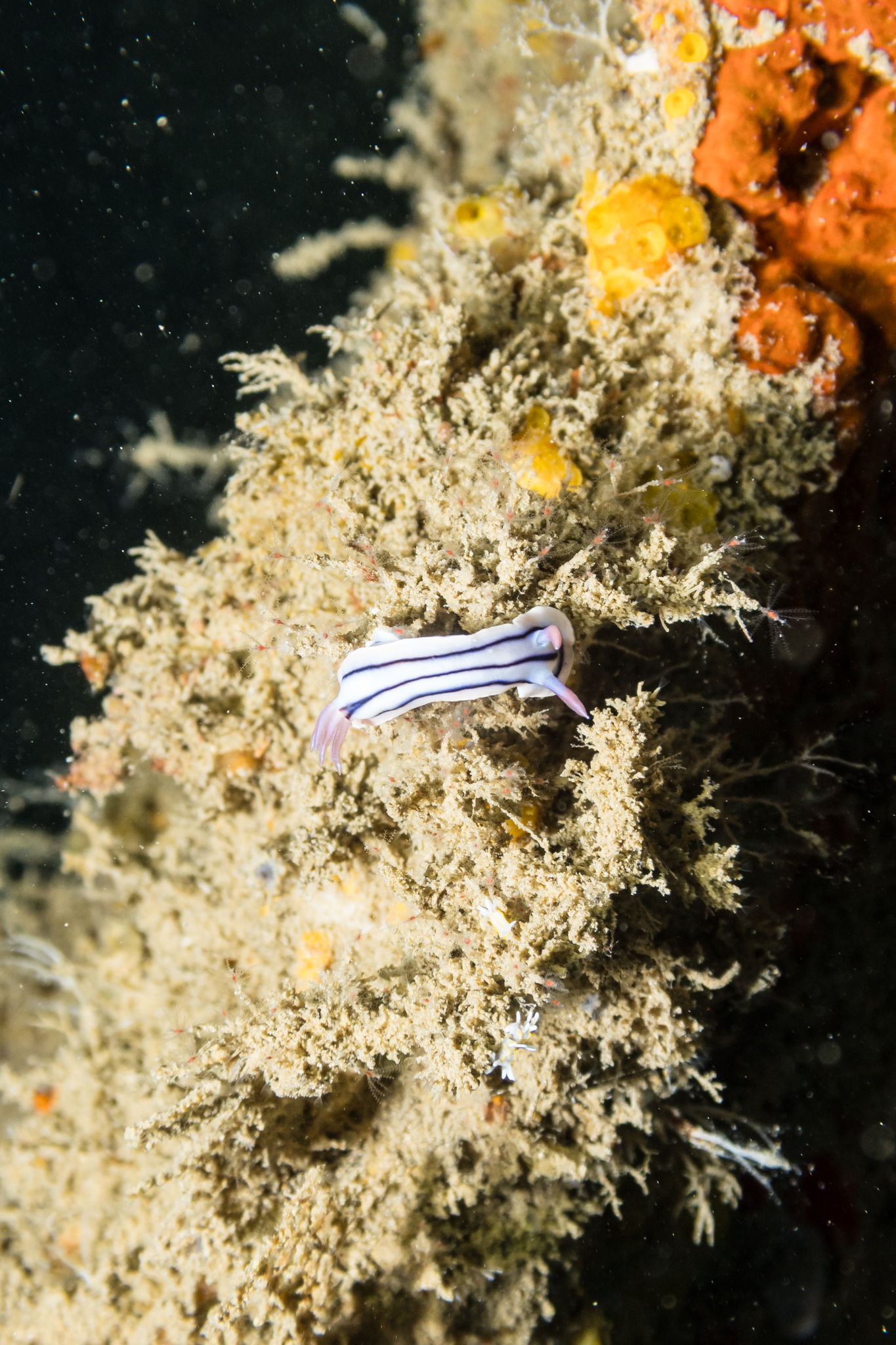 Loch's Chromodoris