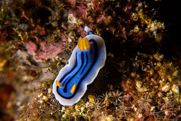 Loch's Chromodoris - Manado & Bunaken - 23 August 2026 - Dive 1 - Mandolin