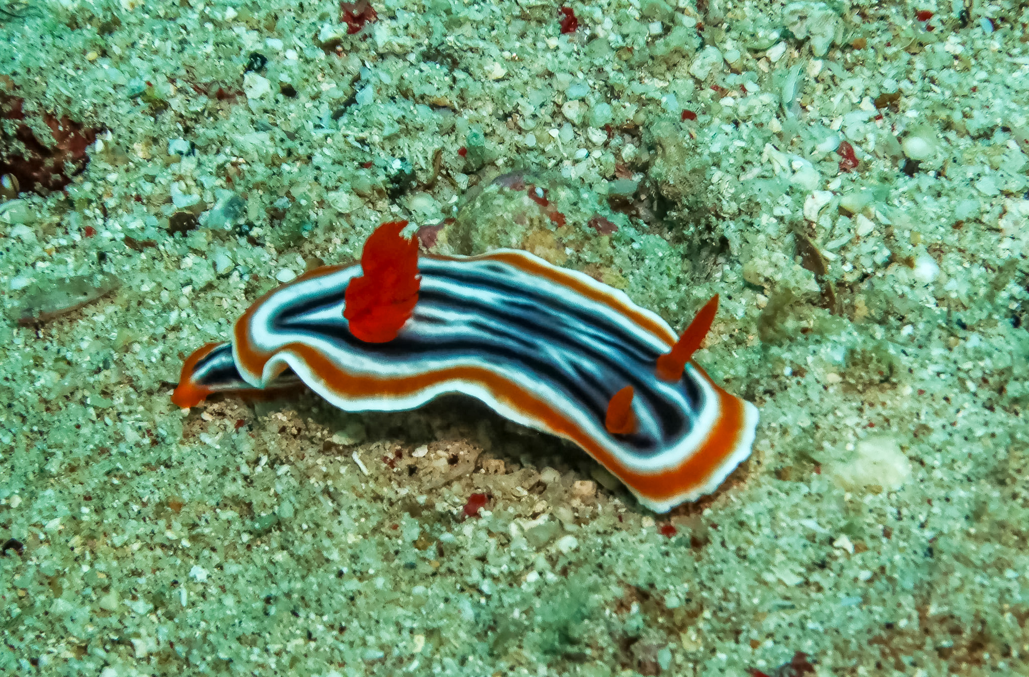 Magnificent Chromodoris