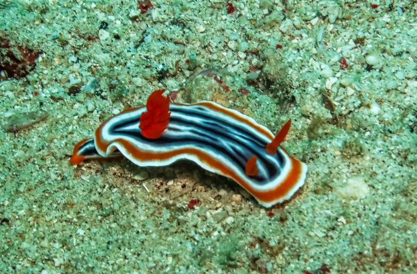 Magnificent Chromodoris - Photo 2