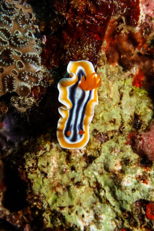Magnificent Chromodoris - Puerto Galera - 9 June 2025 - Dive 0