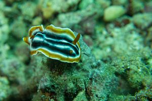 Chromodoris representative species