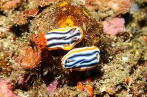 Magnificent Chromodoris from Puerto Galera
