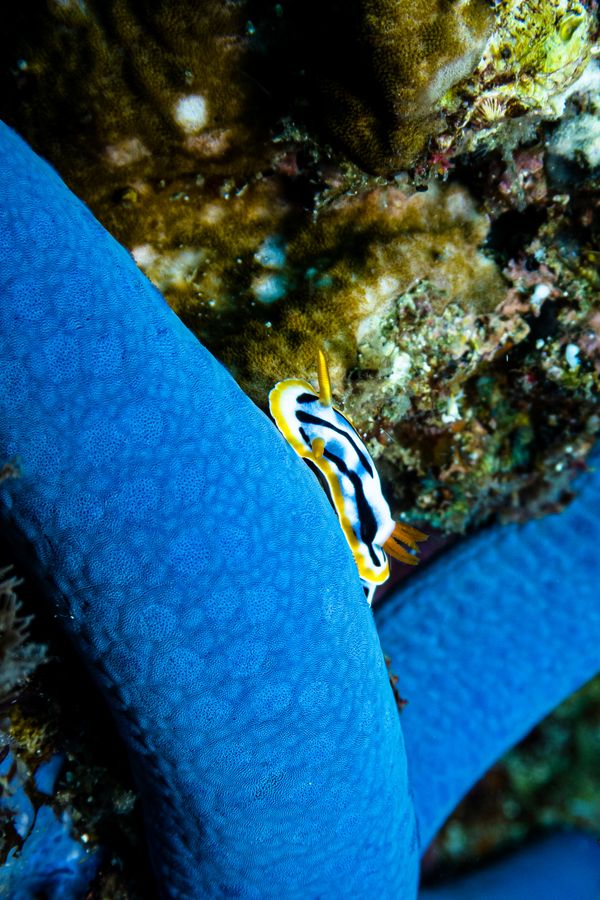 Streaked Chromodoris - Photo 1