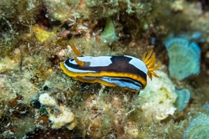 Western Chromodoris from Busselton 2026