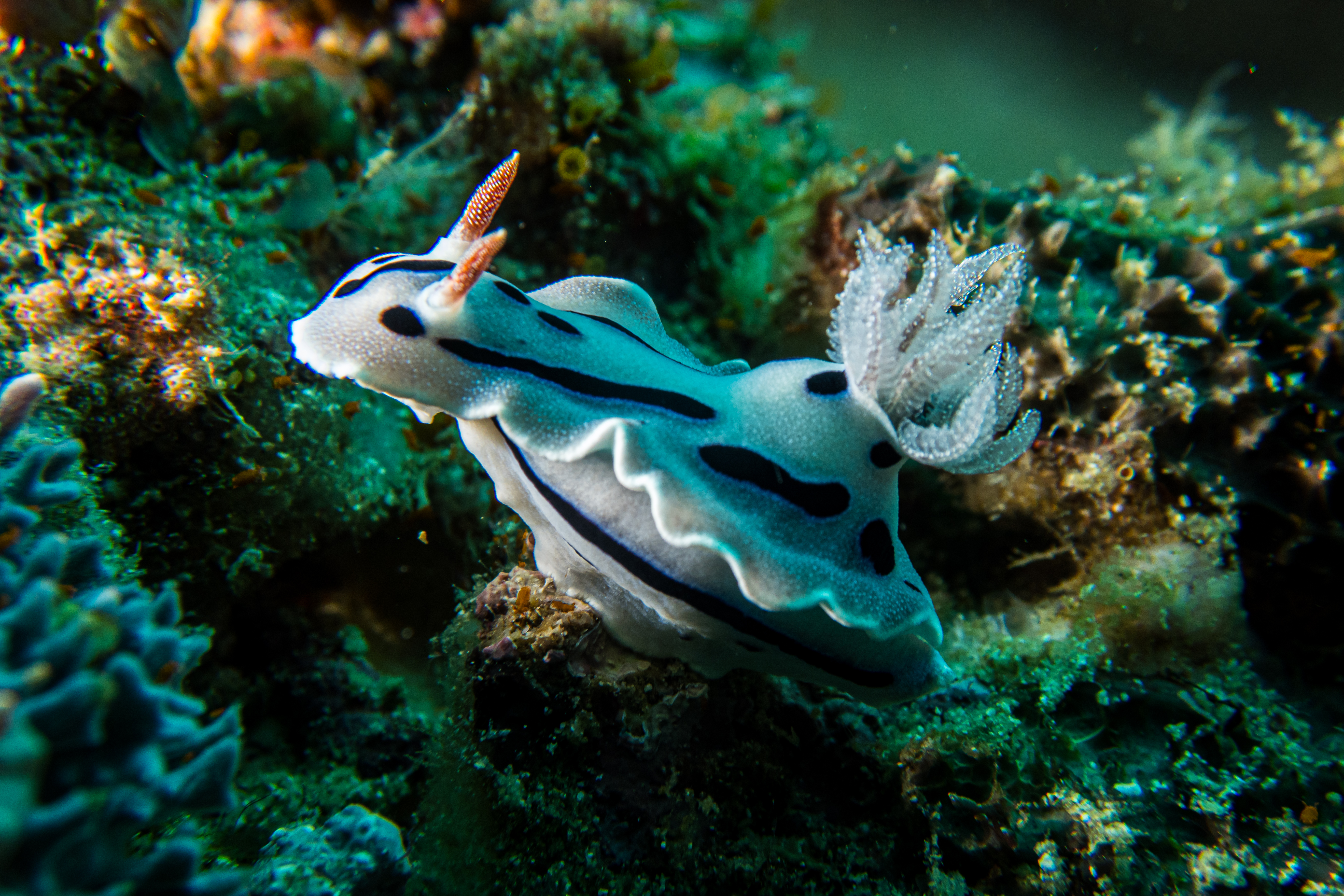 Willan's Chromodoris