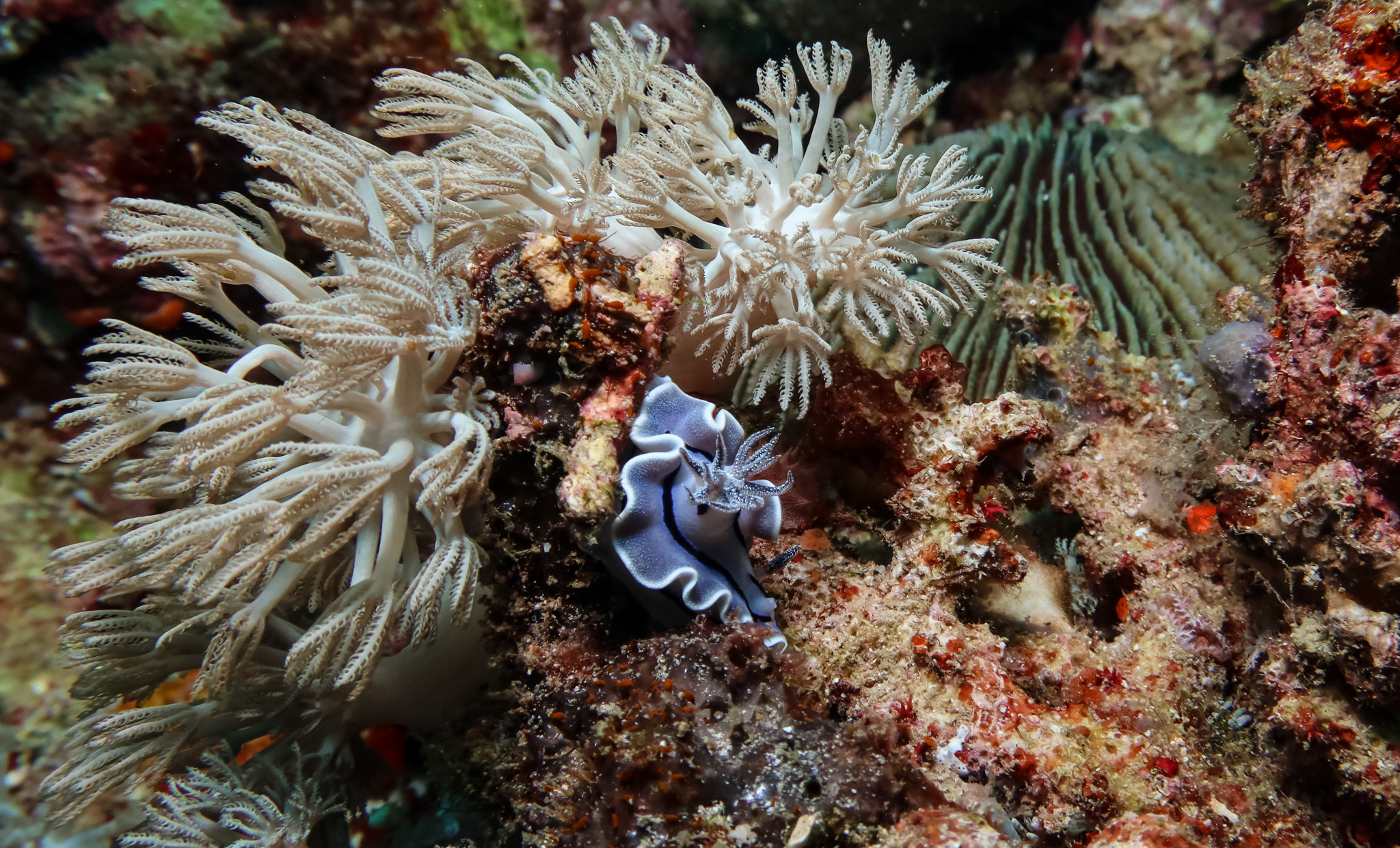 Willan's Chromodoris