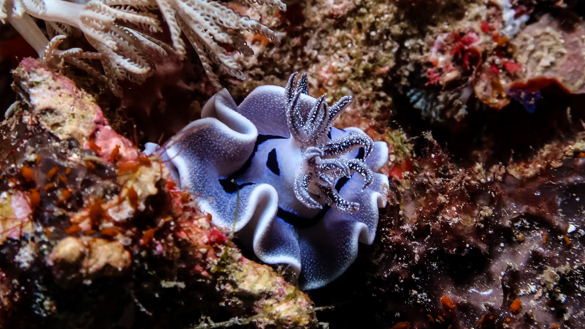Willan's Chromodoris