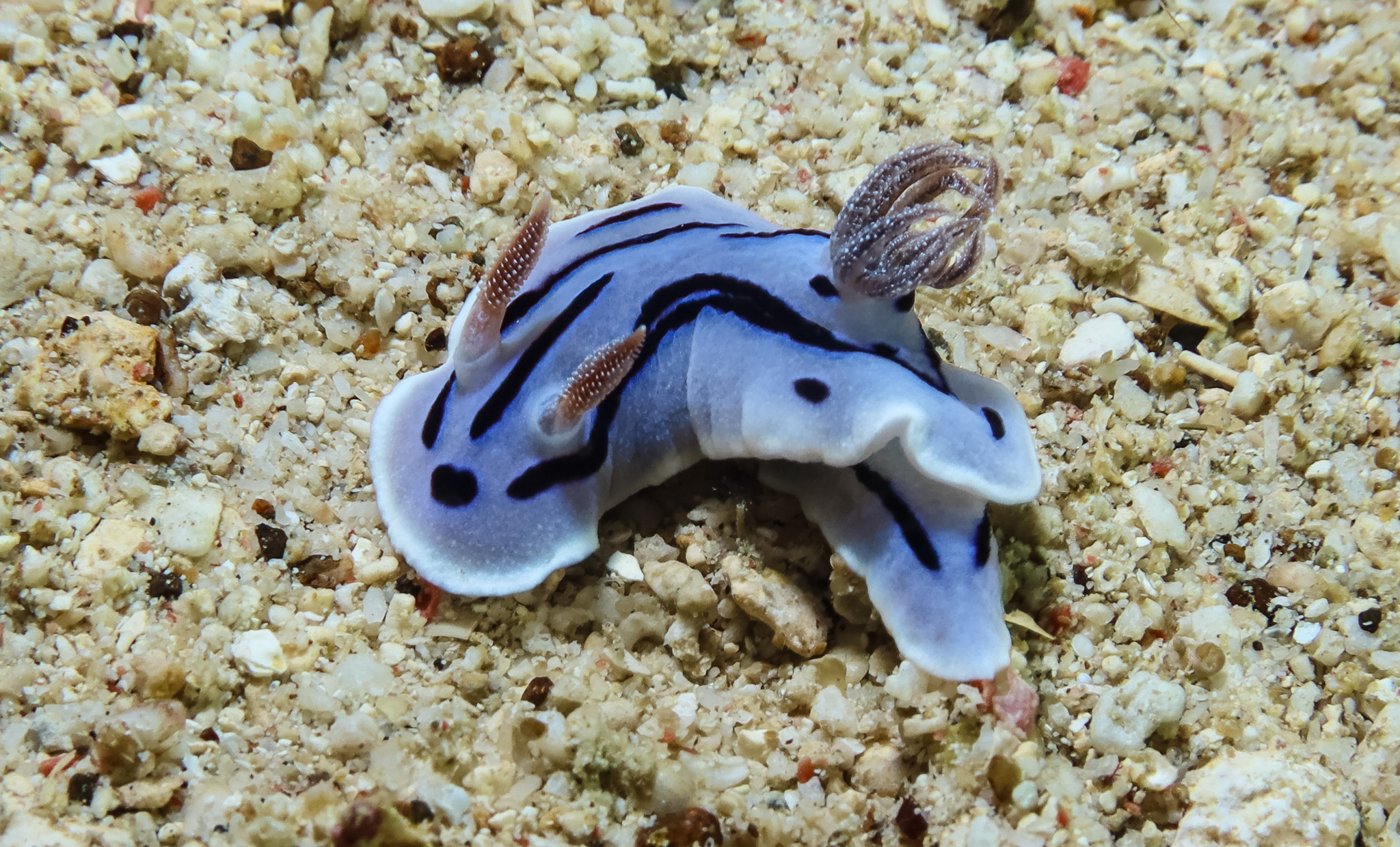 Willan's Chromodoris