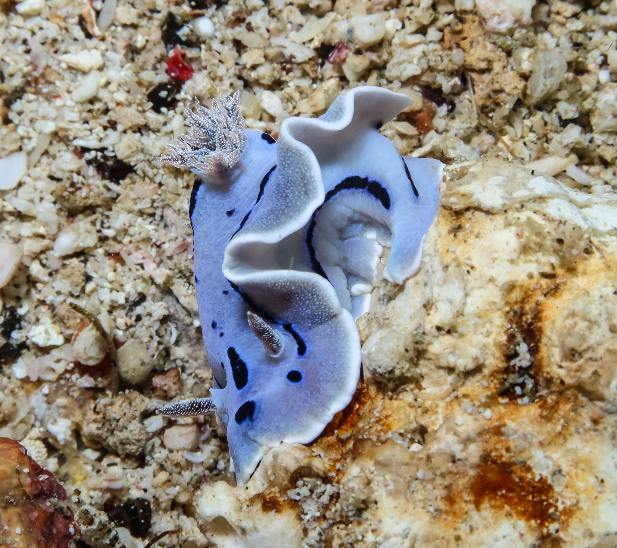 Willan's Chromodoris