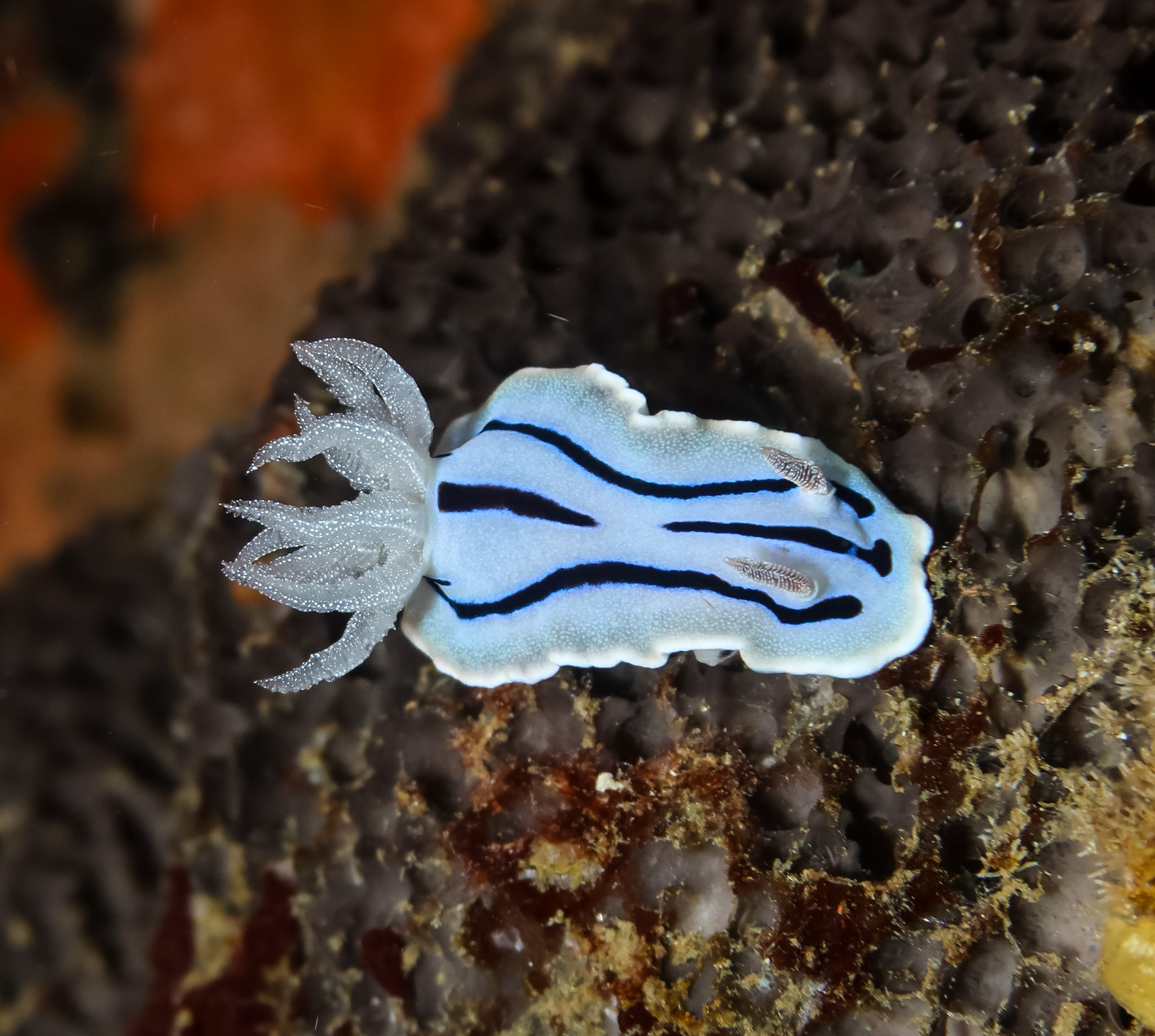 Willan's Chromodoris